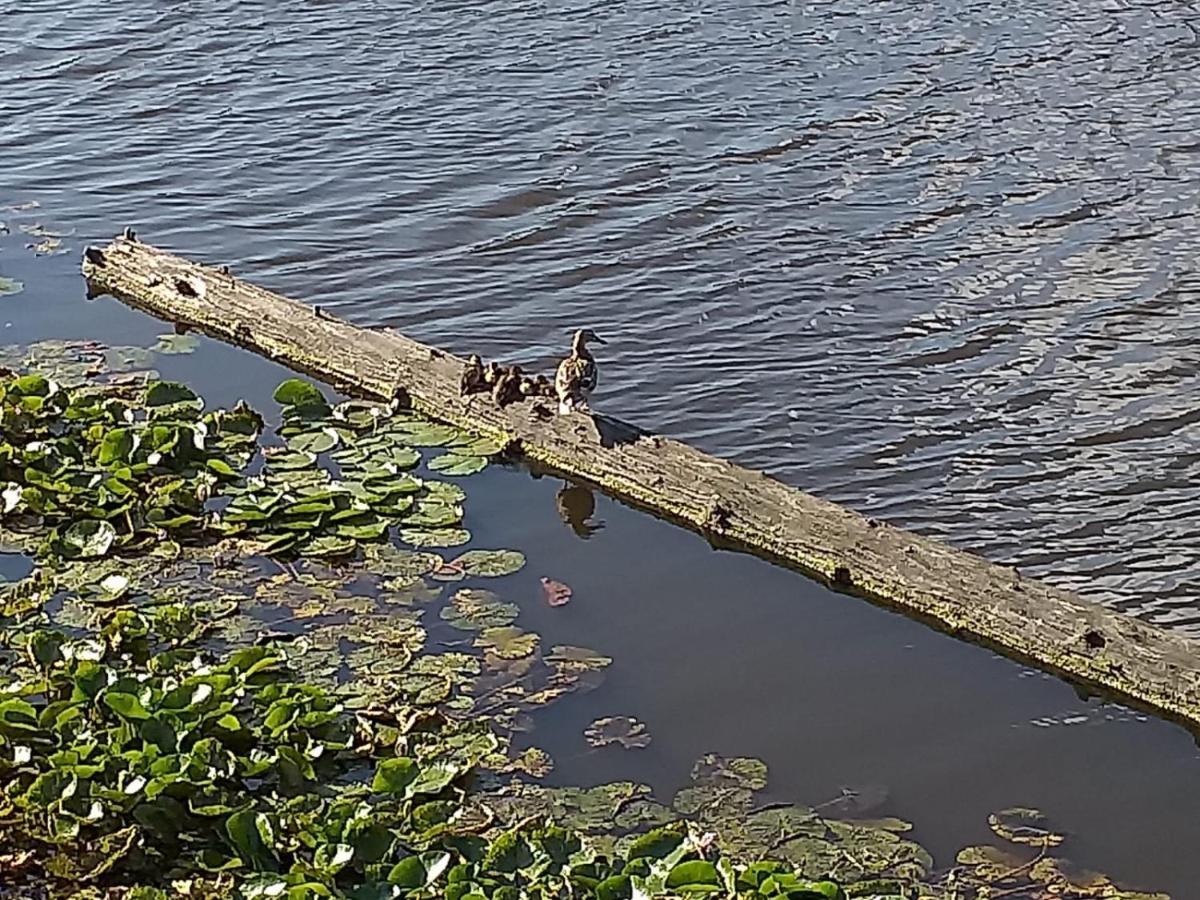 Huisje Aan Het Water, Omgeving Amsterdam Villa Zaandam Kültér fotó